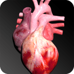 Circulatory System 3D Anatomy 1.8 Mod Premium