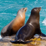 The Sea Lion 1.0.6 Mod Apk Unlimited Money