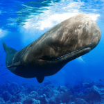 The Sperm Whale 1.0.5 Mod Apk Unlimited Money