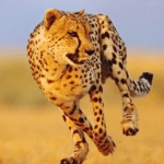 Cheetah Run 1.1.7 Mod Apk Unlimited Money