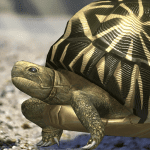 Tortoise to grow relaxedly 1.0.3 Mod Apk Unlimited Money