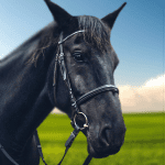 Rival Horse Racing Horse Games 1.9.1 Mod Apk Unlimited Money