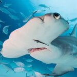 The Hammerhead Shark 1.1.1 Mod Apk Unlimited Money