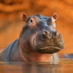 The Hippo 1.0.7 Mod Apk Unlimited Money