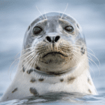 The Seal 1.0.9 Mod Apk Unlimited Money