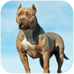 Pitbull Dog Simulator 1.1.8 Mod Apk Unlimited Money